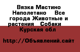 Вязка Мастино Наполетано  - Все города Животные и растения » Собаки   . Курская обл.